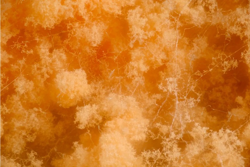 مصالح ساختمانی زنده؛ قارچ و باکتری به افزایش پایداری سازه‌ها کمک می‌کنند