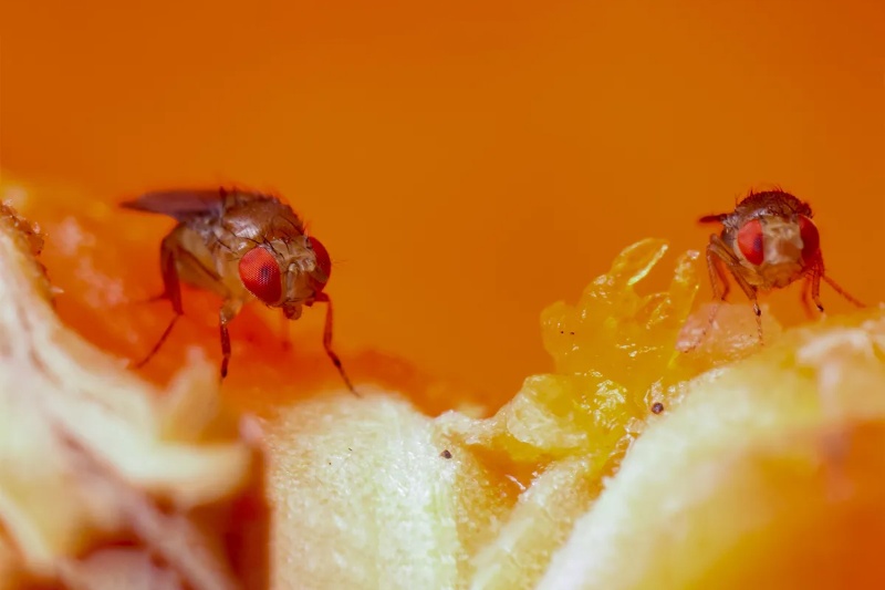 نوشیدن الکل، مگس نر را برای جفتیابی جذابتر میکند