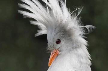 پرنده‌ای کمیاب با یک ویژگی بی‌نظیر در میان تمام پرندگان