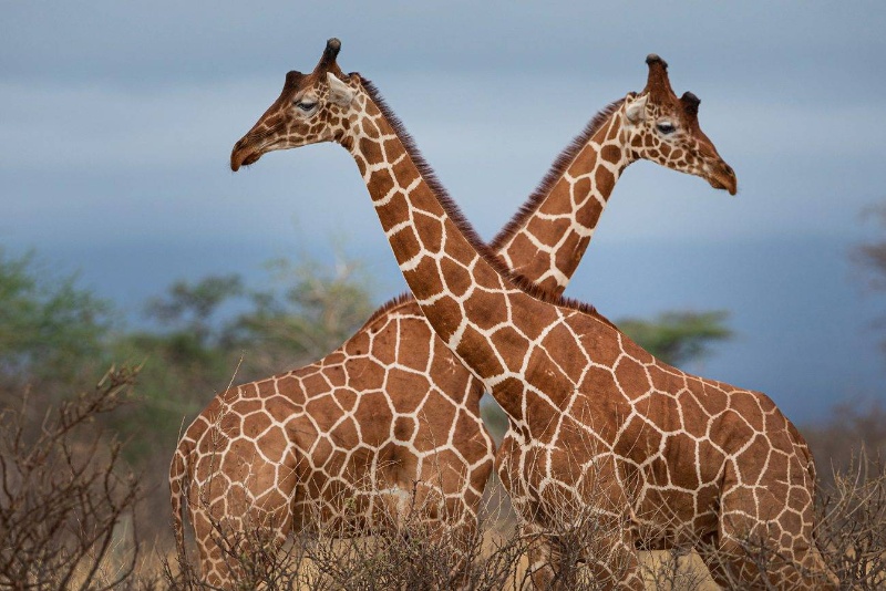چرا زرافهها خال دارند؟ دلیلش چیزی نیست که فکر میکنید!