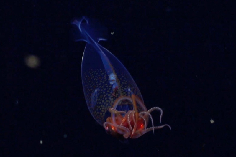 کشف غیرمنتظره در اعماق دریا: ثبت اولین تصویر از سرپاور جنوبگان، بزرگترین ماهی مرکب دنیا