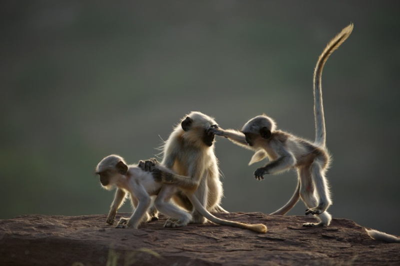 گدایی میمون‌ها در هند؛ ترفندهای جالب برای دریافت غذا از گردشگران [تماشا کنید]