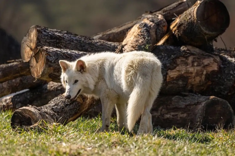 اعتراف دانشمند ارشد کولوسال: موجودات احیاشده توسط ما گرگ وحشت نیستند