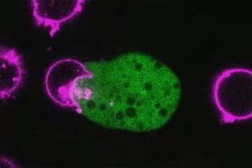 انگل حیله‌گر!