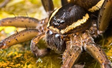 بازگشت عنکبوت‌های غول‌پیکر که روی آب راه می‌روند /عکس