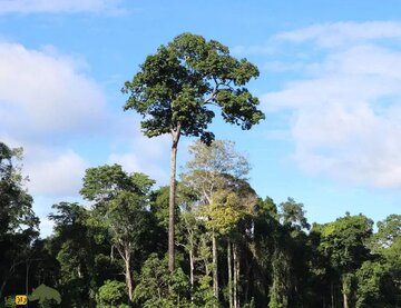 بدجنس‌ترین درخت جهان که با صاعقه قد می‌کشد!