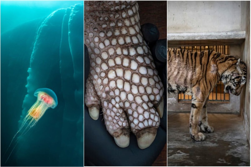 برندگان مسابقه عکاسی محیط زیست ۲۰۲۵؛ وقتی دوربینها صدای طبیعت میشوند