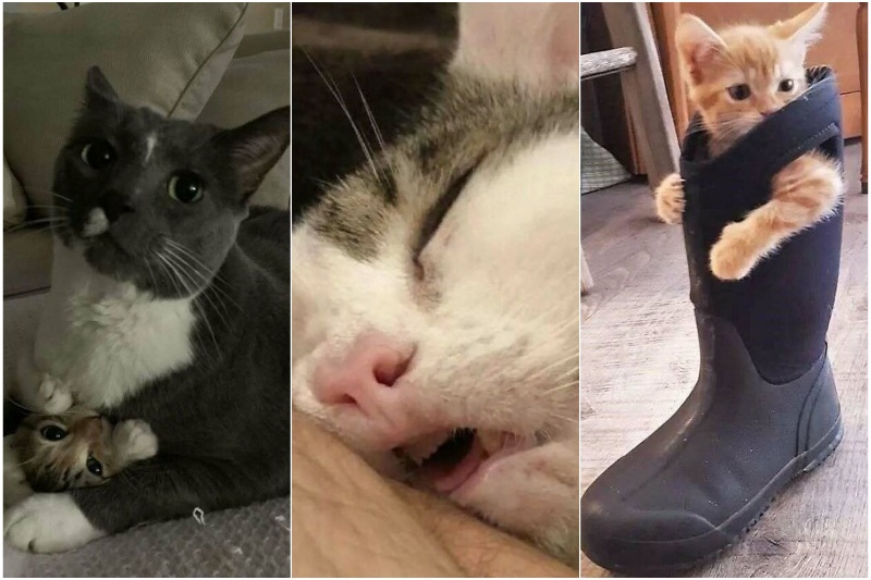 تصاویر تماشایی از لحظات بامزه شیطنت گربهها