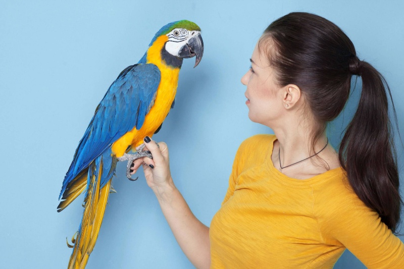 تقلیدکار یا آگاه؛ آیا طوطیها واقعاً میفهمند چه میگویند؟