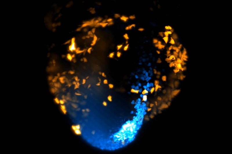 دانشمندان برای نخستین بار لحظه تشکیل قلب را ثبت کردند