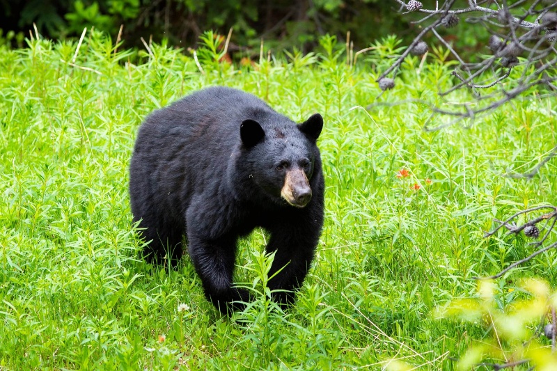 در موردی بی سابقه مردی براثر حمله خرس در فلوریدا جان باخت