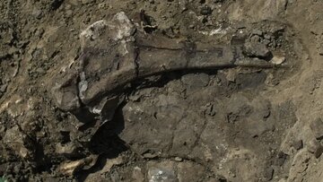 راز گورستان عظیم دایناسورها در «رودخانه مرگ» فاش شد