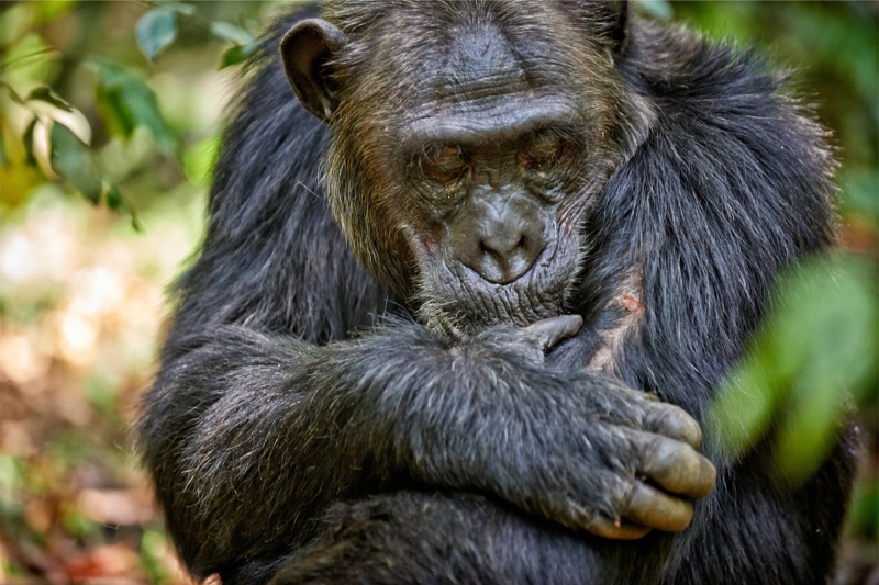 زخم‌های ما انسان‌ها سه برابر کندتر از خویشاوندان نزدیکمان بهبود می‌یابند