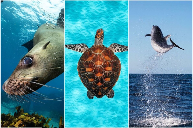 سفری تماشایی به اعماق دریا؛ جادوی رنگ‌ها و آرامش زیر آب