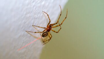 عنکبوت‌ جهش‌یافته‌ تار قرمز می‌تند / عکس