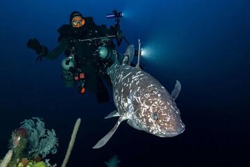 موجود منقرض شده در طبیعت دیده شد/ بازگشت فسیل زنده