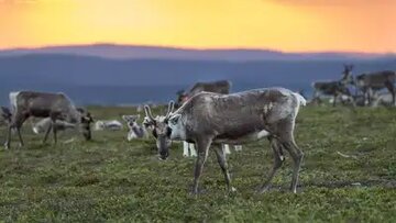 کجای جهان خورشید هرگز غروب نمی‌کند؟ / پنج مکان شگفت‌انگیز