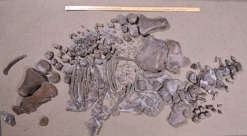 کشف خزنده غول‌پیکر در کانادا / یک هیولای افسانه‌ای از عمق تاریخ