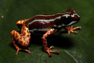 کشف گونه‌ای جدید در آمازون: قورباغه‌ای ریز با پاهای طلایی و رفتار فرزندپروری عجیب