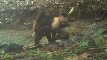 کودتای میمونها | بچهدزدی بیسابقه در جزیرهای در پاناما!