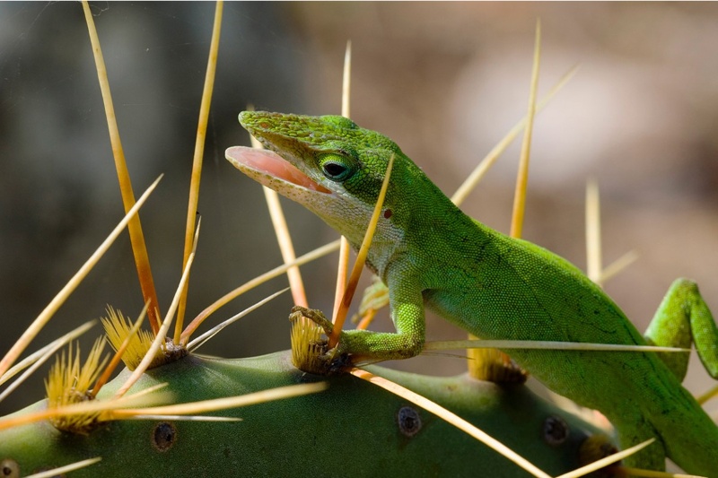 از دم مارمولک تا نخاع گورخرماهی؛ تلاش دانشمندان برای بازسازی اندام انسان با الهام از حیوانات