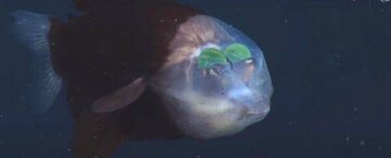 این ماهی سرش شفاف است و چشم‌هایش داخل سر قرار دارد؛ دلیلش چیست؟