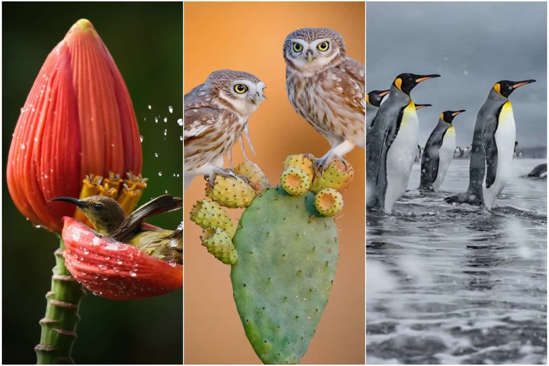 داستان‌هایی از دل طبیعت؛ نگاهی به برترین آثار عکاسی حیات‌ وحش ۲۰۲۵