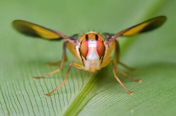 دانشمندان مگس را به کوکائین علاقه‌مند کردند