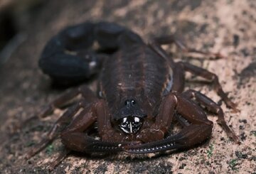 درمان سرطان با زهر عقرب برزیلی