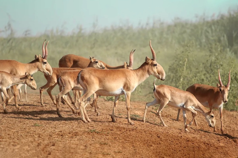 فاجعه خاموش در دشتهای قزاقستان؛ راز مرگ دستهجمعی سایگاها در سال ۲۰۱۵ چه بود؟