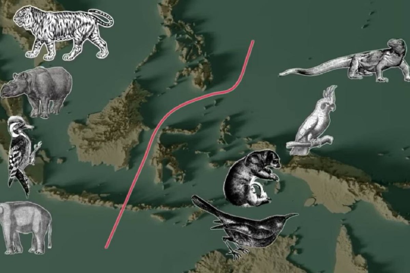 مرز تکامل: روی زمین خطی نامرئی وجود دارد که جانوران از آن عبور نمیکنند
