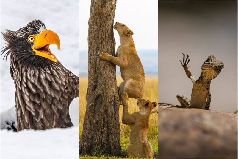 وقتی حیاتوحش شما را میخنداند؛ بامزهترین مسابقه عکاسی حیاتوحش نیکون ۲۰۲۵