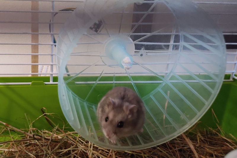 وقتی همستر شما به اینترنت متصل میشود؛ چرخوفلک هوشمند برای حیوانات خانگی!