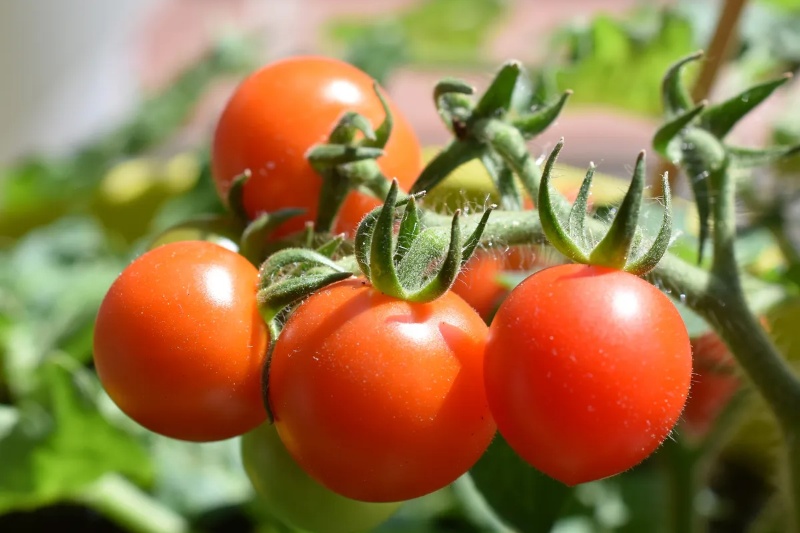 تکامل معکوس در جزایر گالاپاگوس؛ گوجه فرنگیها دفاع شیمیایی فراموششده را بازیابی کردهاند