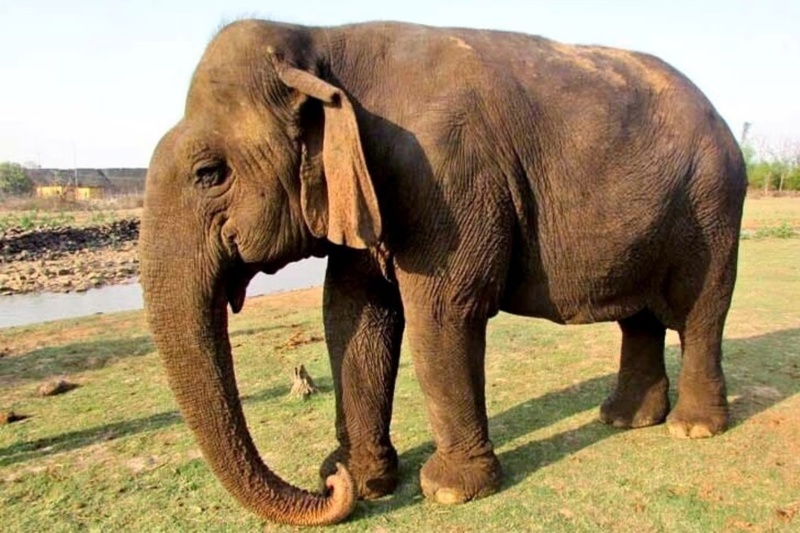 درگذشت مسنترین فیل جهان در سن بیش از صد سالگی