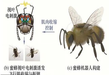 زنبور جاسوس، سلاحی جدید برای میدان نبرد