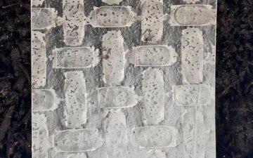 ساخت ربات‌ با کاغذ برنج؛ فناوری امیدبخش در کشاورزی و احیای جنگل