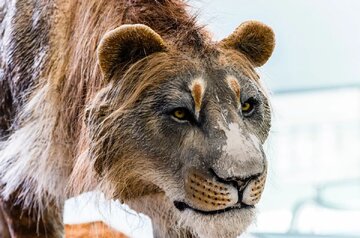 شیرهایی که از دست نئاندرتال‌ها جان سالم به در نبردند و تبدیل به چاقوی سوئیسی شدند!