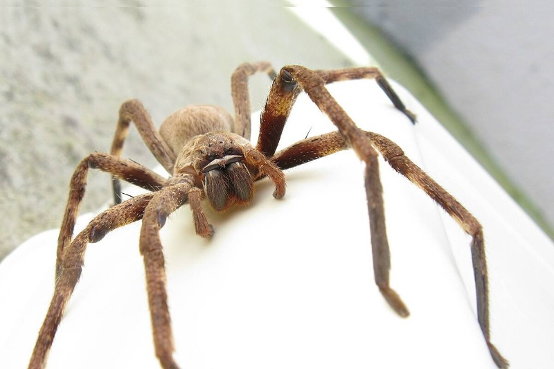 عنکبوتها از کجا آمدهاند؟ فسیلی ۵۰۰ میلیونساله منشأ آنها را به اقیانوس پیوند میزند