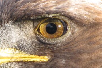 قوی‌ترین چشمان دنیا؛ کدام حیوان بهترین بینایی را دارد؟