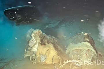 مهمانی کوسه‌های خواب‌آلود با یک لاشه گاو در اقیانوس/ عکس