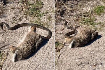 وقتی لقمه از دهان مار بزرگ‌تر است / تلاش افعی برای بلعیدن خرگوش نگون‌بخت