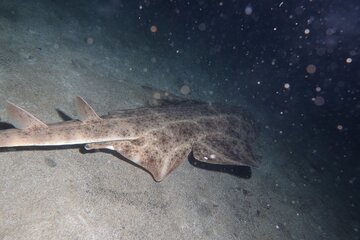 بازگشت فرشته‌کوسه؛ تصویر یکی از نایاب‌ترین ماهیان جهان پس از سه سال ثبت شد