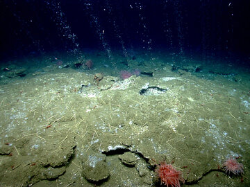 راهی تازه برای جلوگیری از انتشار متان/ میکروب‌های اعماق اقیانوس شبکه‌های الکتریکی زنده می‌سازند تا متان را فیلتر کنند!