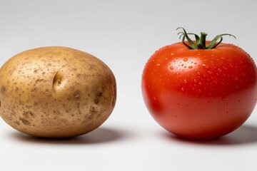 سیب‌زمینی از کجا آمده و چه ارتباطی با گوجه‌فرنگی دارد؟