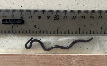 عکس | کوچک‌ترین مار دنیا پیدا شد