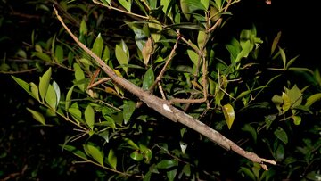 هیولای ناشناخته در ارتفاعات بارانی؛ آکروفیلا آلتا عنوان سنگین‌ترین حشره را از آنِ خود کرد