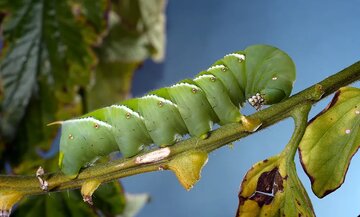 وقتی «ژست ابوالهول» درد را از بین می‌برد / راز شگفت‌انگیز کرم تنباکو