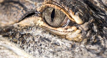 چرا تمساح سنگ می‌خورد؟