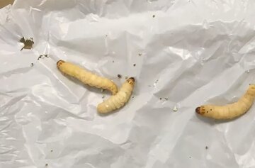 کرم‌های «پلاستیک‌خوار» می‌توانند کیسه پلاستیکی را در ۲۴ ساعت بخورند